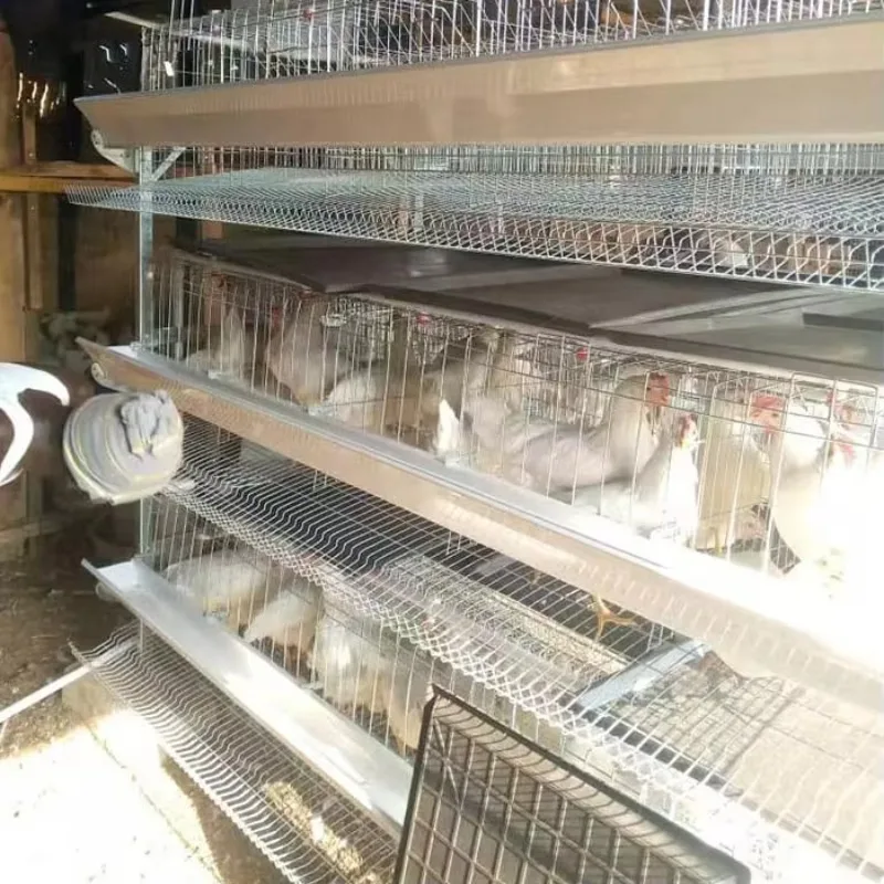 Africa Hot Selling Manual 4 Tier H Type Layer Chicken Cage Battery Cages for Poultry with Manure Tray
Africa Hot Selling Manual 4 Tier H Type Layer Chicken Cage Battery Cages for Poultry with Manure Tray