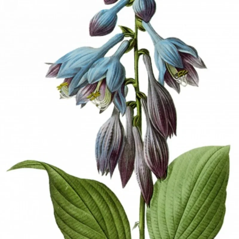 Metal Steering Cup Upper Lower Swing Arm Set for SG1603 SG1604 UD1601 UD1602 SG-1603 SG-1604 RC Car Upgrade Spare Parts
Metal Steering Cup Upper Lower Swing Arm Set for SG1603 SG1604 UD1601 UD1602 SG-1603 SG-1604 RC Car Upgrade Spare Parts