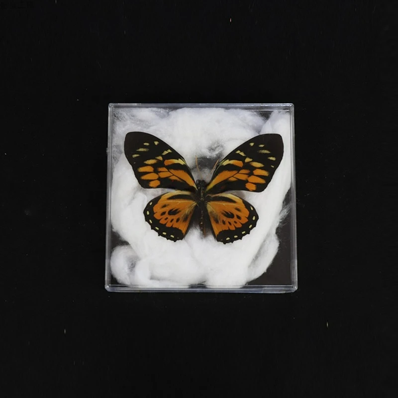 Papilio Zagreus real butterfly specimen home decoration DIY crafts school education popular science gift
Papilio Zagreus real butterfly specimen home decoration DIY crafts school education popular science gift