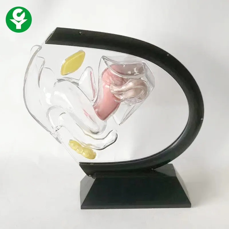 Human transparent uterus model female reproductive anatomy model family planning display supplies popular science teaching model
Human transparent uterus model female reproductive anatomy model family planning display supplies popular science teaching model