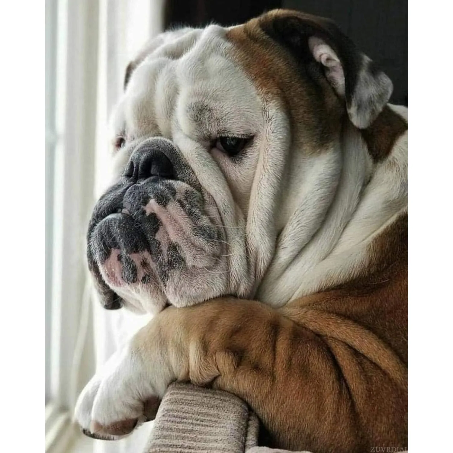 English Bulldog Wall Art Diamond Painting Kit Full Round 다이아몬드 보석십자수 Handmade Mom Gift Bulldog Portrait Farmhouse Art
English Bulldog Wall Art Diamond Painting Kit Full Round 다이아몬드 보석십자수 Handmade Mom Gift Bulldog Portrait Farmhouse Art