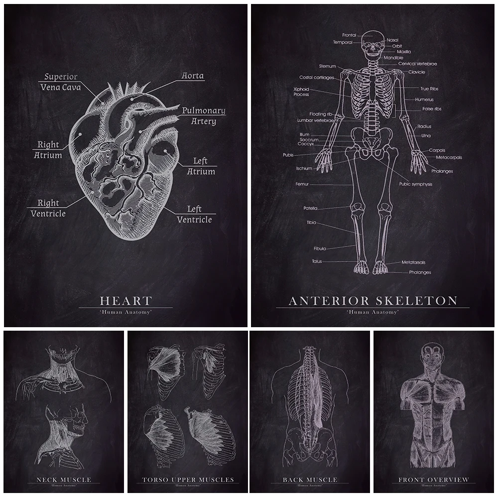Human Musculoskeletal Anatomy Black And White Wall Art Canvas Painting Modern Science Poster And Prints Home Decoration Unframed
Human Musculoskeletal Anatomy Black And White Wall Art Canvas Painting Modern Science Poster And Prints Home Decoration Unframed