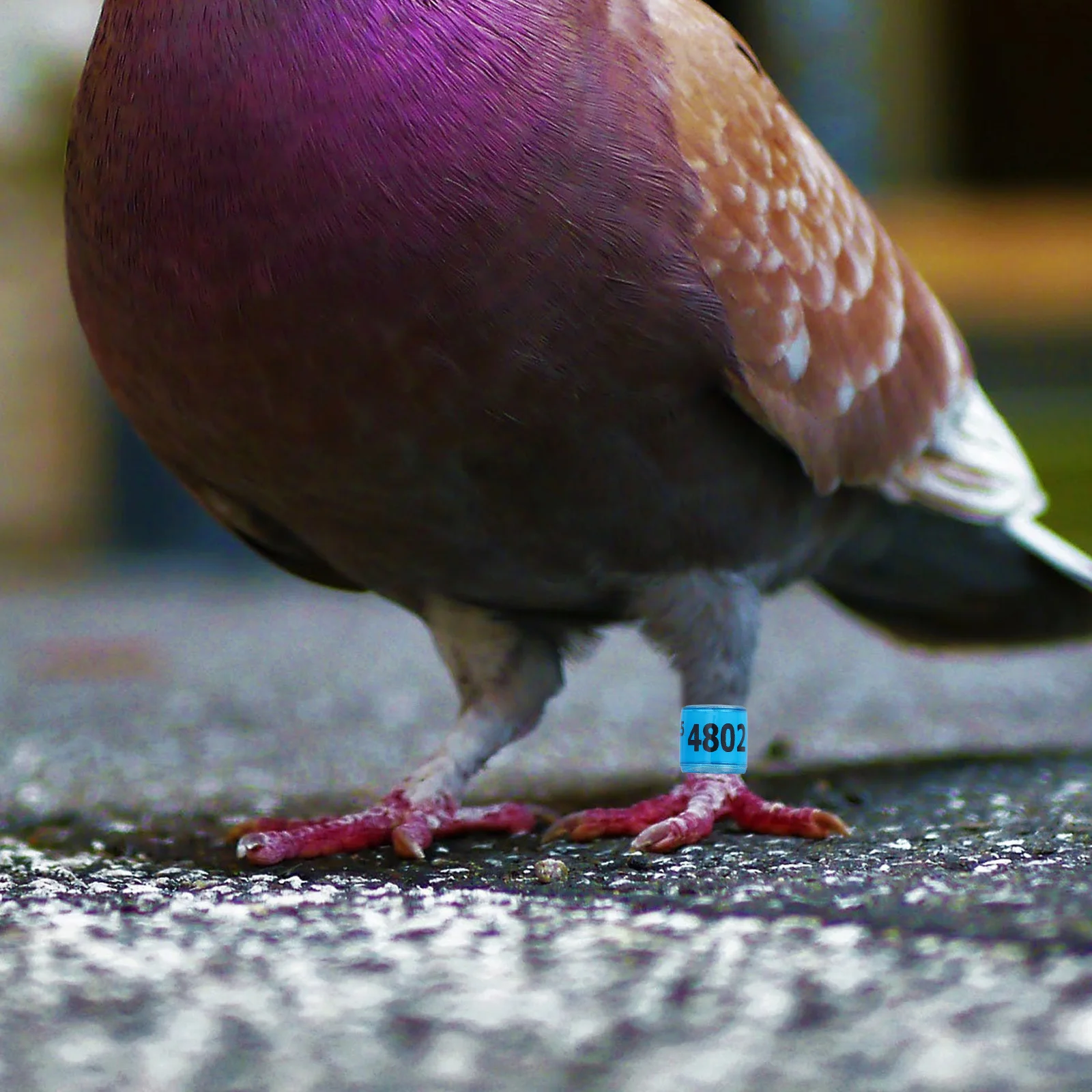 100pcs Pigeon Leg Rings Aluminum Plastic Foot Bands Identification Homing Doves Lightweight Easy Apply Remove
100pcs Pigeon Leg Rings Aluminum Plastic Foot Bands Identification Homing Doves Lightweight Easy Apply Remove