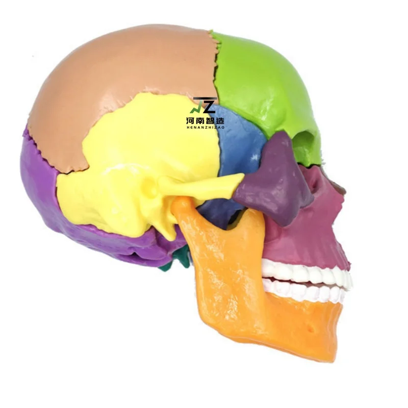 High quality colored skull detachable 15-part medical teaching model used to display gifts 
High quality colored skull detachable 15-part medical teaching model used to display gifts