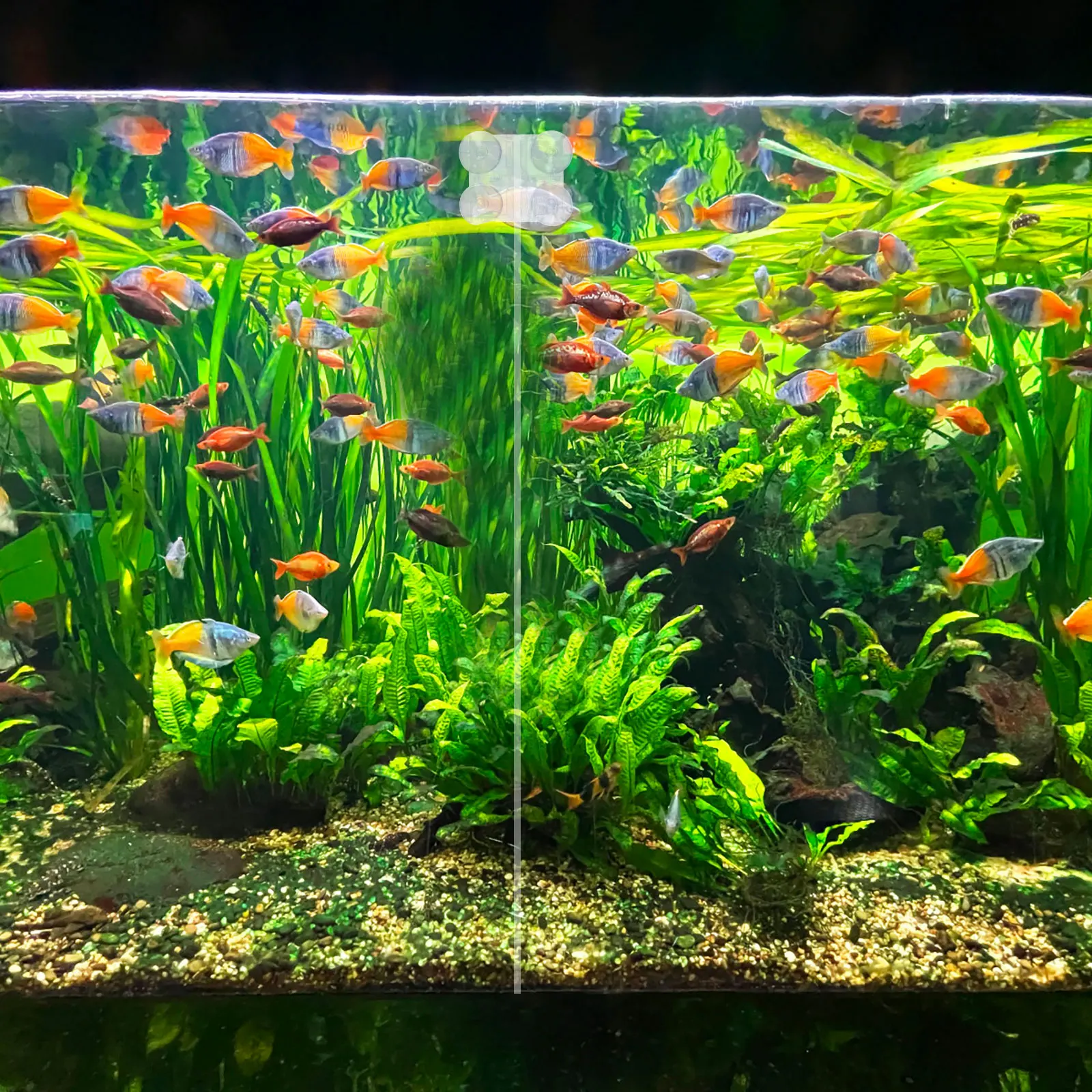 2Pcs Fish Tank Divider Clips Acrylic Suction Cup Isolation Transparent Aquarium Accessories Long Life Easy Install Firm Stick
2Pcs Fish Tank Divider Clips Acrylic Suction Cup Isolation Transparent Aquarium Accessories Long Life Easy Install Firm Stick