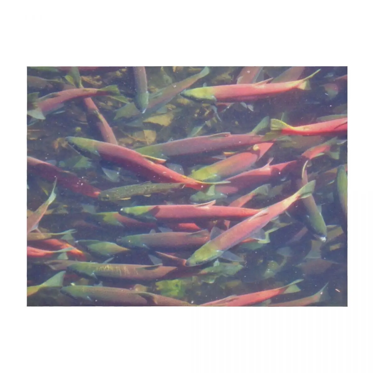 Kokanee Salmon Swimming Throw Blanket funny gift Blankets For Sofas Bed covers Tourist Blankets
Kokanee Salmon Swimming Throw Blanket funny gift Blankets For Sofas Bed covers Tourist Blankets
