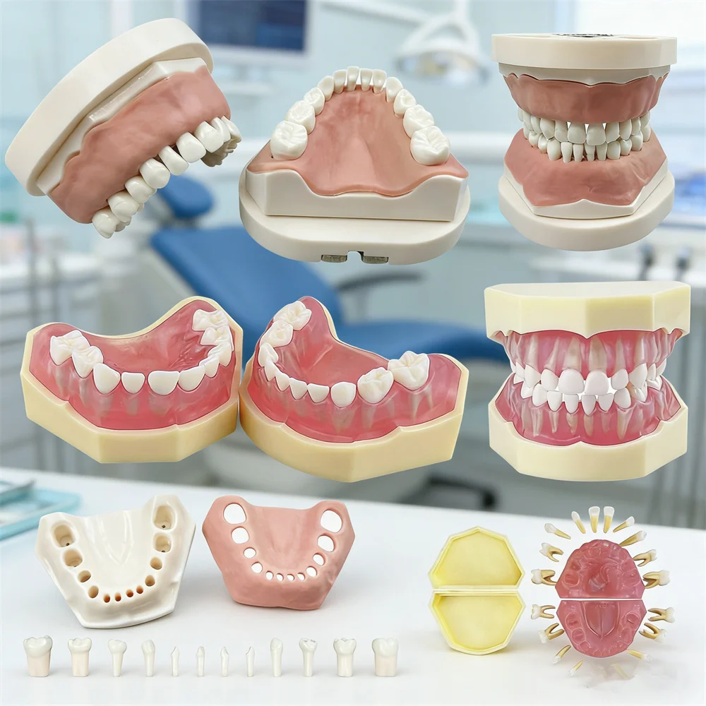 Child Dental Model With Removable Teeth Typodont Jaw Model Dentistry Demonstration Tools For Teaching Study Training Practice
Child Dental Model With Removable Teeth Typodont Jaw Model Dentistry Demonstration Tools For Teaching Study Training Practice
