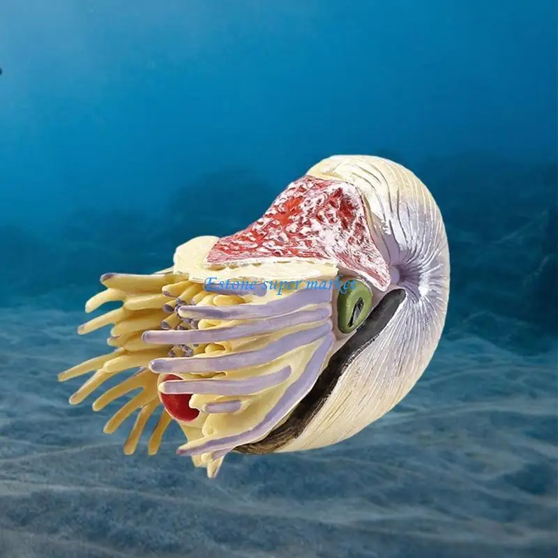 090B Simulation Marine Animal Hermitcrab Figurine Resin Model Interactive Learning Props Automobile Decoration
090B Simulation Marine Animal Hermitcrab Figurine Resin Model Interactive Learning Props Automobile Decoration