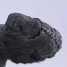 100% Original HIYA Godzilla x Kong The New Empire Kong Beast Glove PX In Stock Anime Action Collection Figures Model Toys
100% Original HIYA Godzilla x Kong The New Empire Kong Beast Glove PX In Stock Anime Action Collection Figures Model Toys