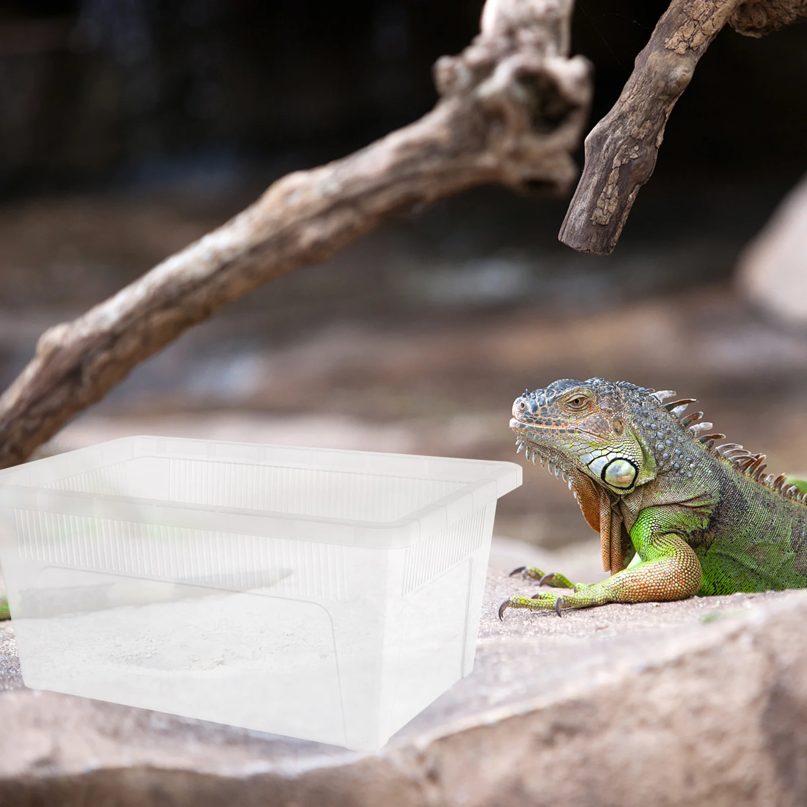 Reptile Feeding Box Clear Breeding Container For Small Pets Gecko Spider Lizard Snail Terrarium No Lid Durable Habitat 
Reptile Feeding Box Clear Breeding Container For Small Pets Gecko Spider Lizard Snail Terrarium No Lid Durable Habitat