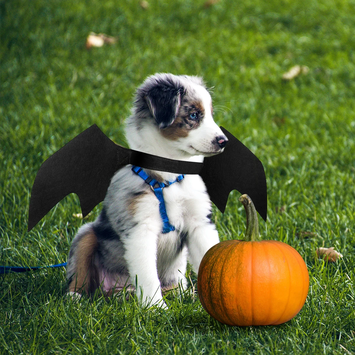 1Pcs Pet Bat Wings Black Felt Halloween Costume Lightweight Durable Adjustable Cat Dog Wing Halloween Accessories
1Pcs Pet Bat Wings Black Felt Halloween Costume Lightweight Durable Adjustable Cat Dog Wing Halloween Accessories