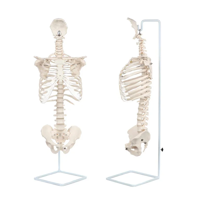 Life Size Rib Cage Anatomy Model with Vertebral Column and Pelvis Skeleton Anatomical Model
Life Size Rib Cage Anatomy Model with Vertebral Column and Pelvis Skeleton Anatomical Model