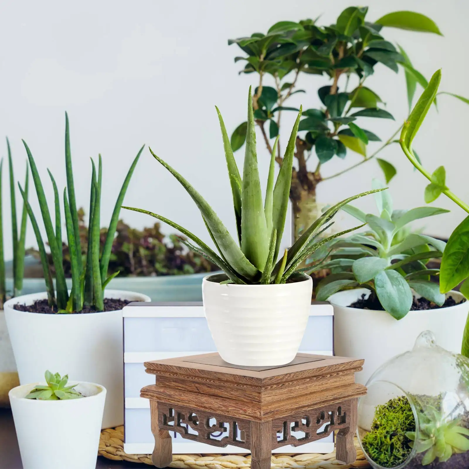 Wooden Flower Pot Base Indoor Office Plant Holder Rustic Home Decor Bonsai Planter Stand Display Pedestal Gardening Supplies
Wooden Flower Pot Base Indoor Office Plant Holder Rustic Home Decor Bonsai Planter Stand Display Pedestal Gardening Supplies