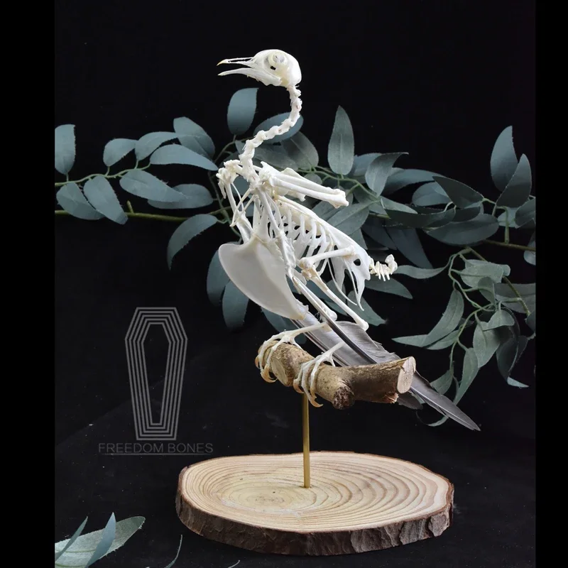 2119 Bone Specimen Home Decoration Bird Bone Animal Specimen Sculpture Crafts Collection Friends Birthday Gift Vintage Decor
2119 Bone Specimen Home Decoration Bird Bone Animal Specimen Sculpture Crafts Collection Friends Birthday Gift Vintage Decor