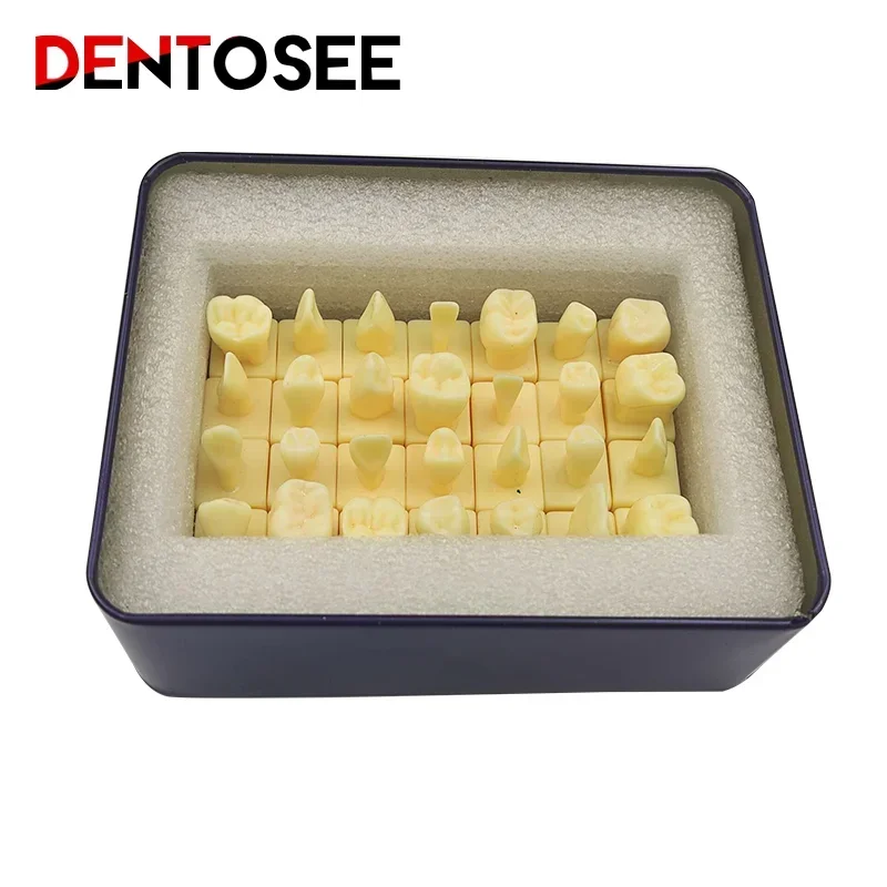 Dental with Tooth Structure and Practice Tooth Carving Teaching Comparison Model Pit Fissure Caries Dentist Lab Material Tools
Dental with Tooth Structure and Practice Tooth Carving Teaching Comparison Model Pit Fissure Caries Dentist Lab Material Tools