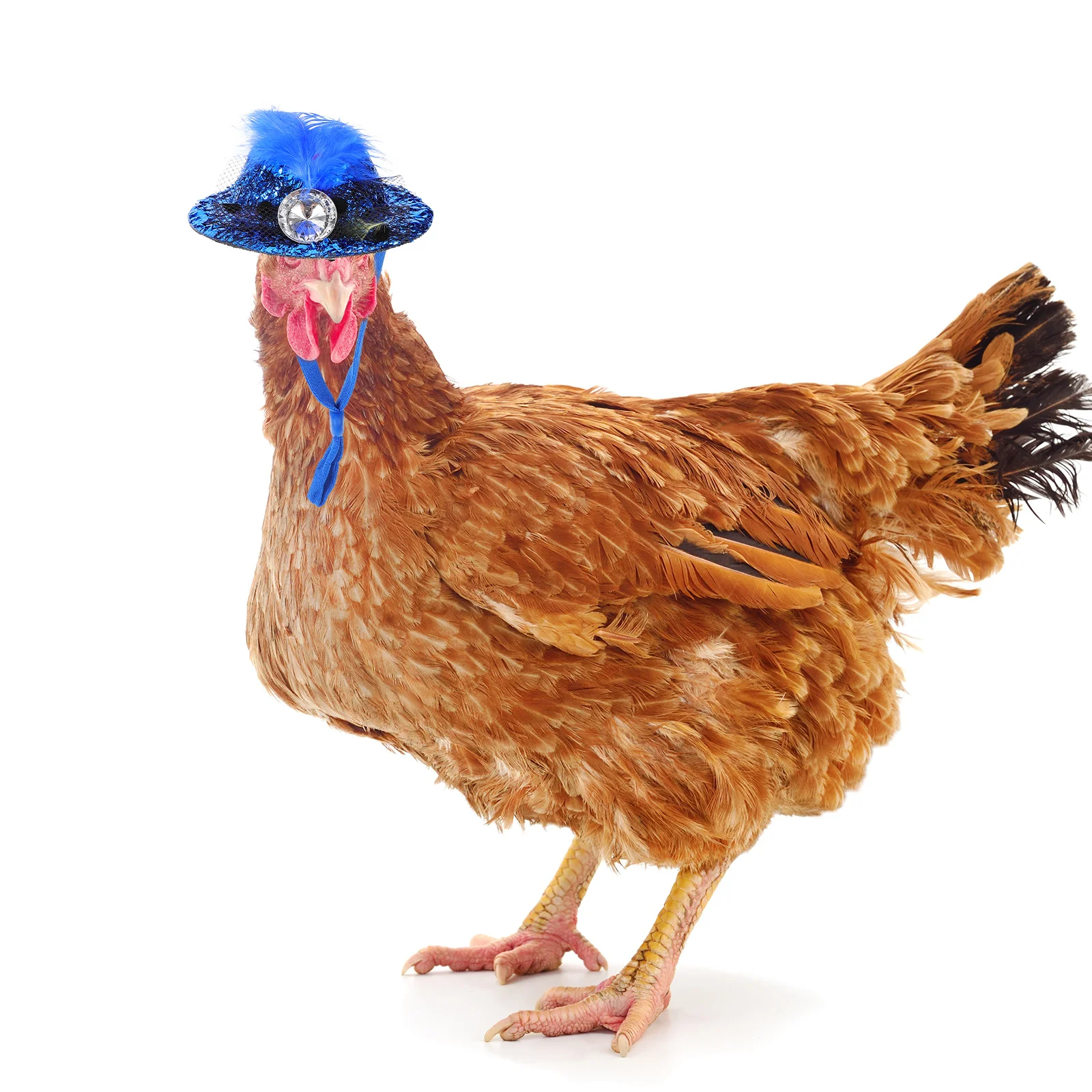 6Pcs Pet Hats Decorative Hen Adjustable Bird Hat Christmas Festival Chicken Accessory Chicken Hat Hen Accessories
6Pcs Pet Hats Decorative Hen Adjustable Bird Hat Christmas Festival Chicken Accessory Chicken Hat Hen Accessories