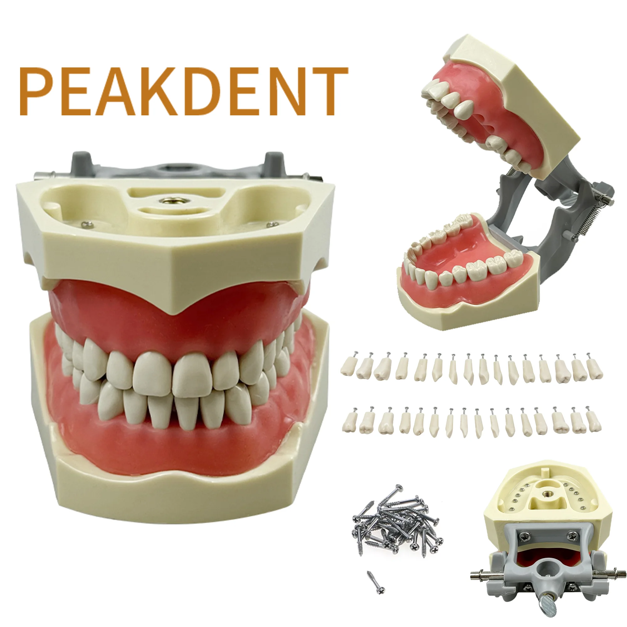 Standard Dental Training Model With Removable Teeth Dentistry Typodont Teeth Model for Dentist Practice Studying Dentist Tools
Standard Dental Training Model With Removable Teeth Dentistry Typodont Teeth Model for Dentist Practice Studying Dentist Tools