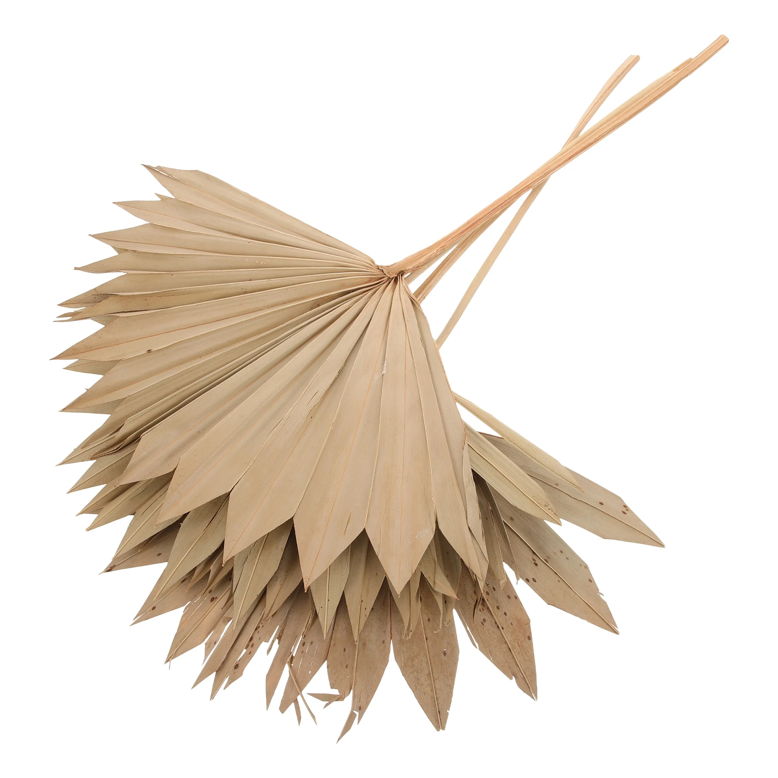 4pcs Dried Palm Leaves Decoration Folding Fan Leaf Party Flower Arrangement Ornament Boho Wall Decor Wedding Supply Art Decor
4pcs Dried Palm Leaves Decoration Folding Fan Leaf Party Flower Arrangement Ornament Boho Wall Decor Wedding Supply Art Decor