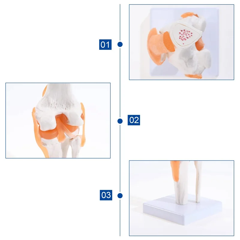 Anatomical Knee Joint With Ligaments Model, Human 1:1 Life Size, For Science Classroom Study, Display Teaching
Anatomical Knee Joint With Ligaments Model, Human 1:1 Life Size, For Science Classroom Study, Display Teaching