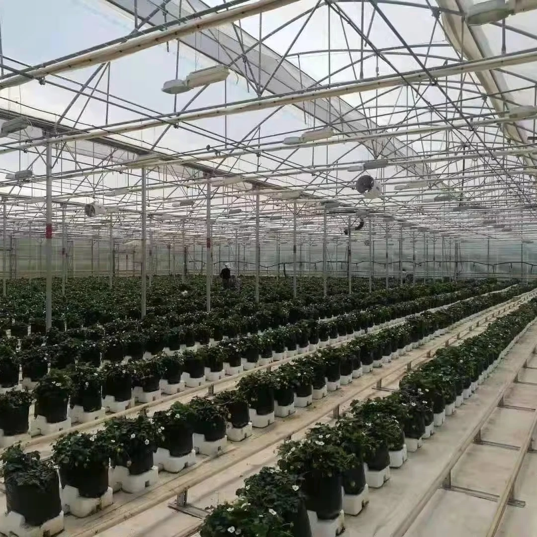 Customized greenhouseMulti-Span Commercial Used Film Greenhouse with Hydroponic System for Vegetable Planting
Customized greenhouseMulti-Span Commercial Used Film Greenhouse with Hydroponic System for Vegetable Planting