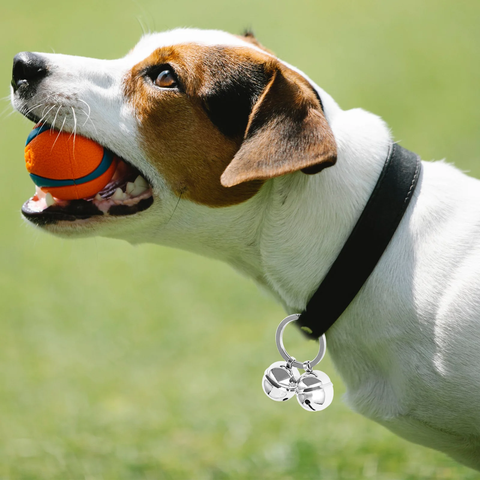 Pet Collar Bell Durable Designed for Comfort Lightweight Exquisite for Cat Dog Accessories Daily Wear Parties Photo Shots
Pet Collar Bell Durable Designed for Comfort Lightweight Exquisite for Cat Dog Accessories Daily Wear Parties Photo Shots