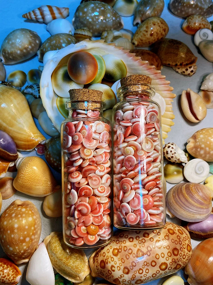 Pink and White Rainbow Shell and Conch 250 Pieces Bottled Shell and Conch Collection Specimen
Pink and White Rainbow Shell and Conch 250 Pieces Bottled Shell and Conch Collection Specimen