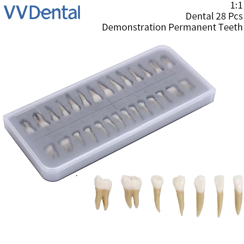 VVDental 1:1 Стоматологический 28 шт. Демонстрационный продукт для постоянных зубов, обучающая модель, имплантат, продукт для практики стоматолога
VVDental 1:1 Стоматологический 28 шт. Демонстрационный продукт для постоянных зубов, обучающая модель, имплантат, продукт для практики стоматолога