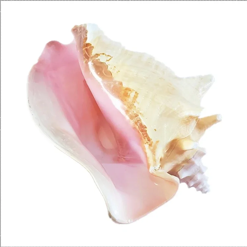 Natural Oversized Conch Starfish Shell Coral Phoenix Rouge Rose Family Decoration Fish Tank Landscape
Natural Oversized Conch Starfish Shell Coral Phoenix Rouge Rose Family Decoration Fish Tank Landscape