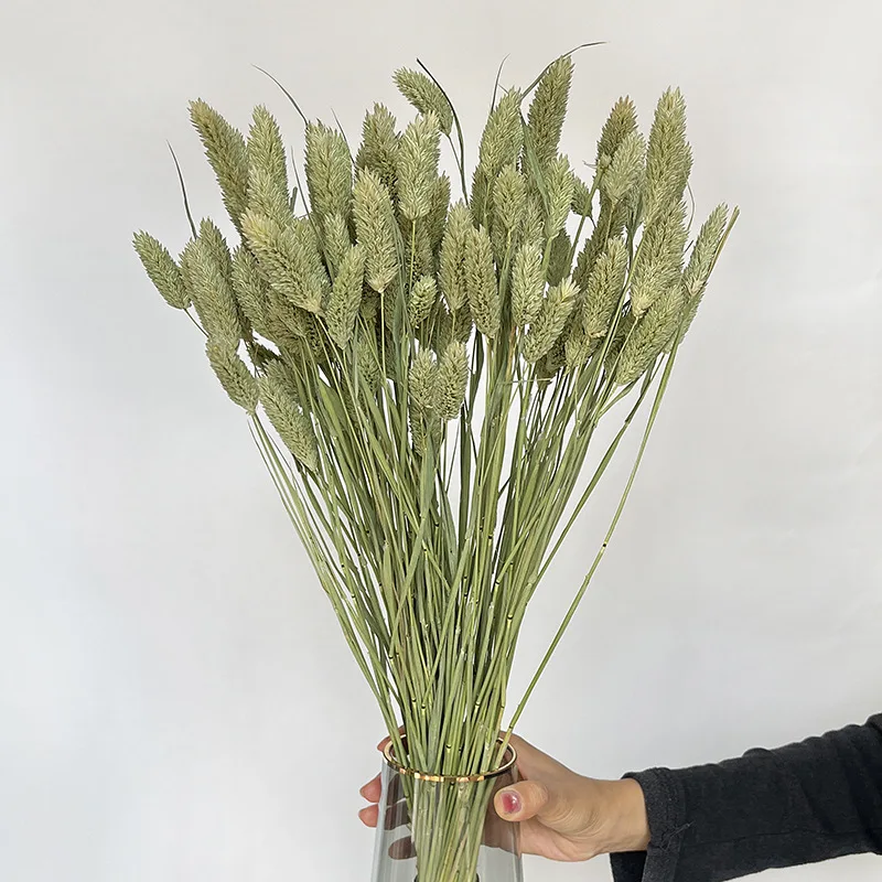 110pcs Natural Jewelweed,Wheat,Bunny Tail Grass Dried Flower For Home Decor, Wedding, Table Decor, DIY Wreath Floral, Dry Flore
110pcs Natural Jewelweed,Wheat,Bunny Tail Grass Dried Flower For Home Decor, Wedding, Table Decor, DIY Wreath Floral, Dry Flore