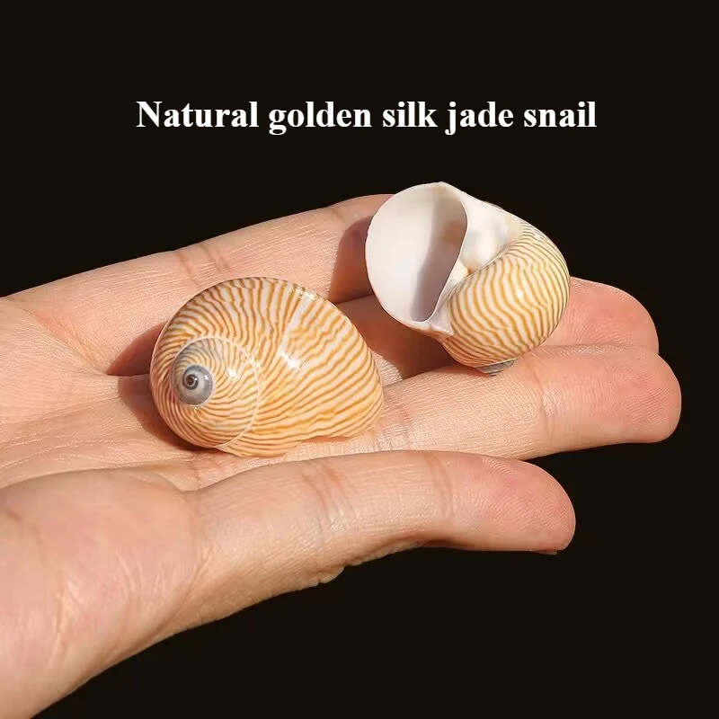 Golden Silk Snail Jade Snail Natural Shell Conch Hermit Crab Replacement Shell Rare Specimen Fish Tank Aquarium
Golden Silk Snail Jade Snail Natural Shell Conch Hermit Crab Replacement Shell Rare Specimen Fish Tank Aquarium