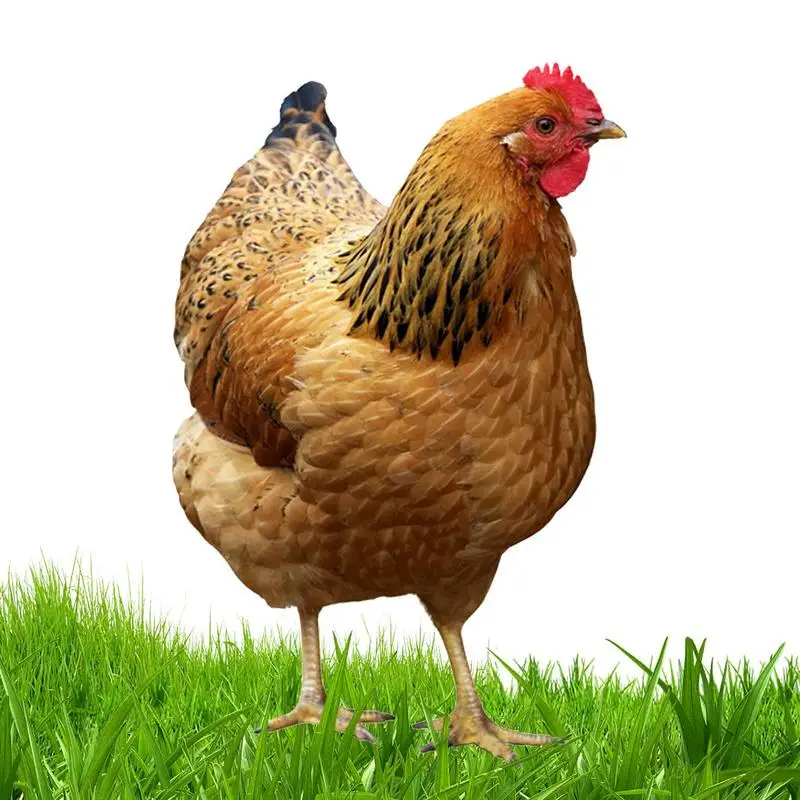 Chicken Yard Art Realistic Chicken Sculpture 2D Acrylic Hen Chicken Statue Garden Stuffed Chicken For Farm Garden Patio Lawn
Chicken Yard Art Realistic Chicken Sculpture 2D Acrylic Hen Chicken Statue Garden Stuffed Chicken For Farm Garden Patio Lawn
