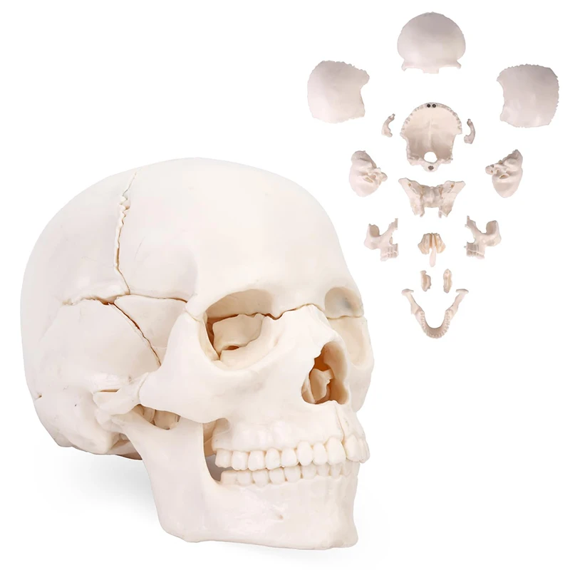 15-детали разобранного белого мини-черепа, анатомическая модель, человеческий череп, головоломка в сборе, медицинский обучающий инструмент
15-детали разобранного белого мини-черепа, анатомическая модель, человеческий череп, головоломка в сборе, медицинский обучающий инструмент