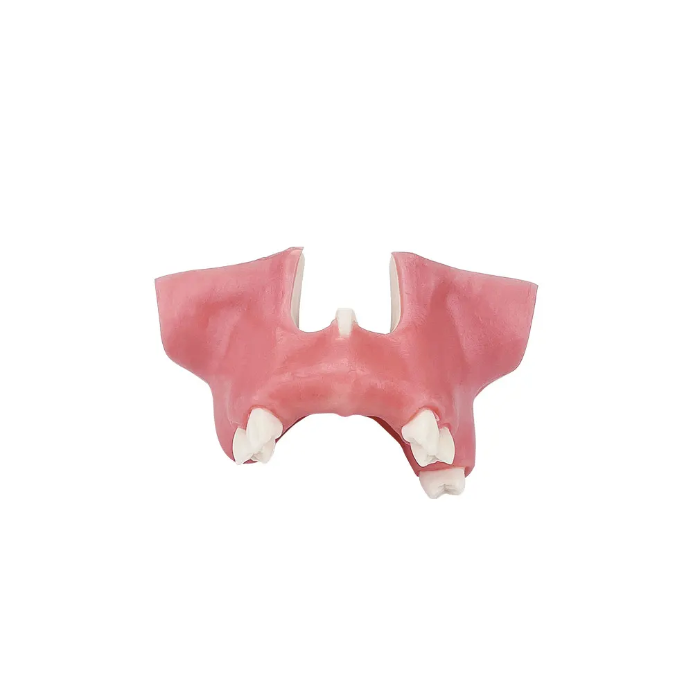 Dental Implant Teaching Model Maxillary Mandibular Sinus Model Soft Gums Teeth Model For Dentist Practice Studying Tools
Dental Implant Teaching Model Maxillary Mandibular Sinus Model Soft Gums Teeth Model For Dentist Practice Studying Tools