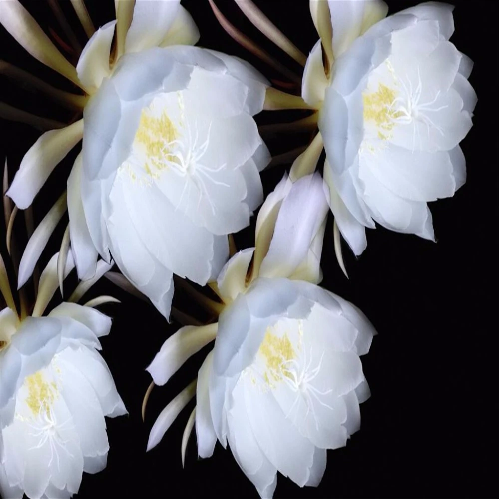 Custom wallpaper 3d stereoscopic wallpaper white flowers modern minimalist living room bedroom background murals 3d wallpaper
Custom wallpaper 3d stereoscopic wallpaper white flowers modern minimalist living room bedroom background murals 3d wallpaper