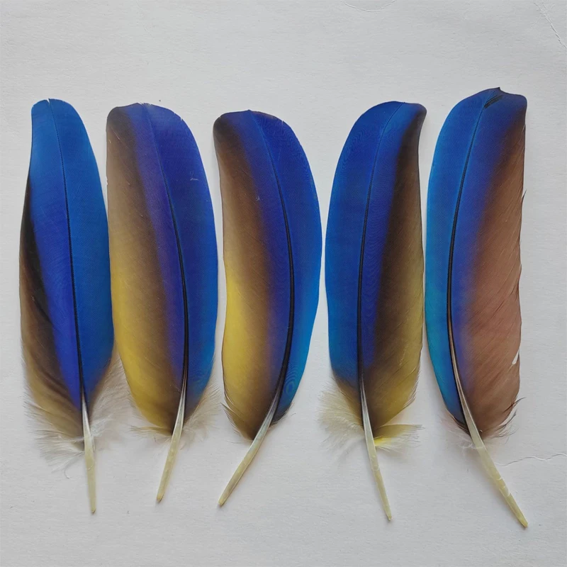 5Pcs 20-25cm Natural Shedding Collection of Parrot Quill Feathers for Crafts Plume Headdress Accessories Holiday Decoration 
5Pcs 20-25cm Natural Shedding Collection of Parrot Quill Feathers for Crafts Plume Headdress Accessories Holiday Decoration