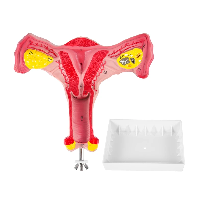 1:1 Human Female Uterus Ovary Fallopian Tubes Model Anatomical Human Anatomy Model Teaching Tools
1:1 Human Female Uterus Ovary Fallopian Tubes Model Anatomical Human Anatomy Model Teaching Tools