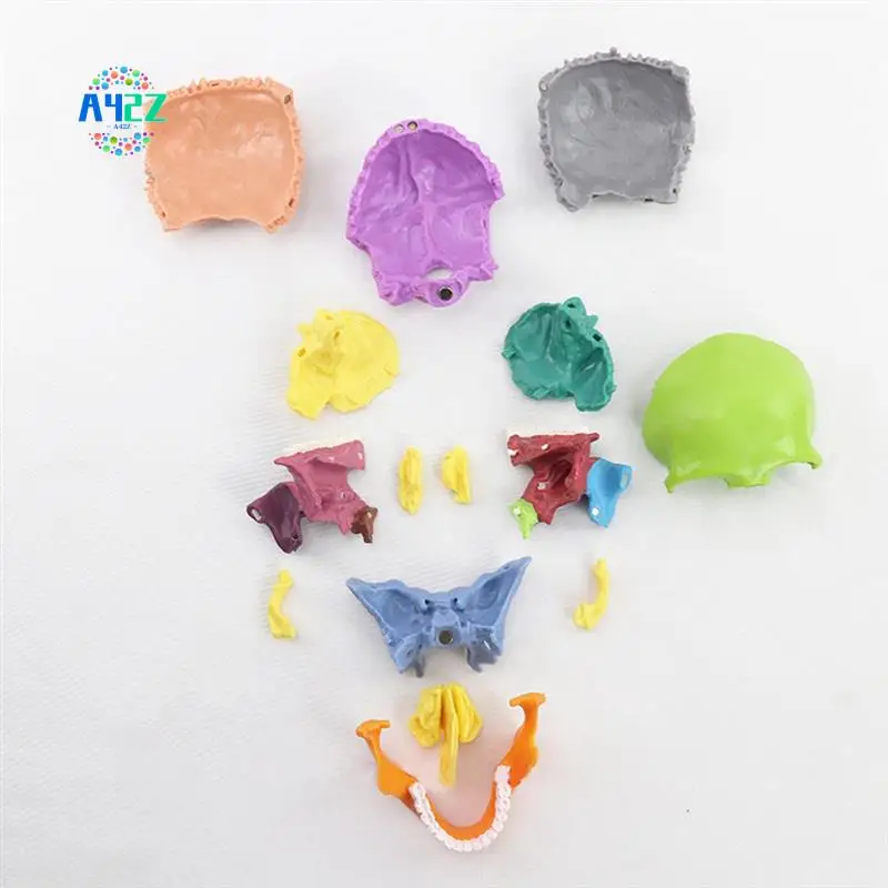 A42Z--Skull Human Body Model Education Skull Model 1:2 For Student Teaching Study Assembling Model
A42Z--Skull Human Body Model Education Skull Model 1:2 For Student Teaching Study Assembling Model