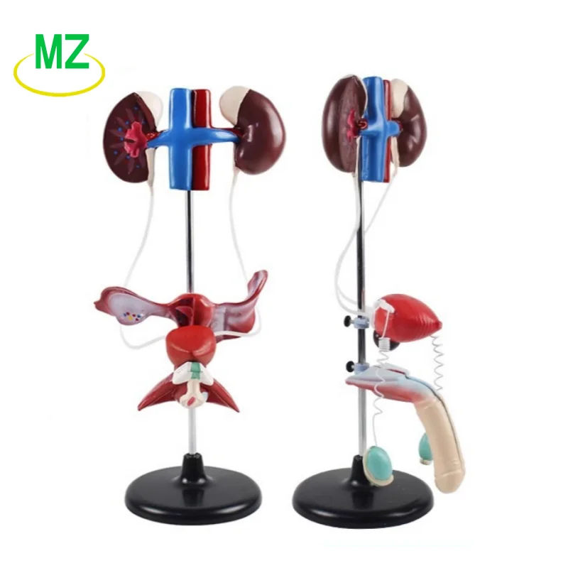 Male And Female Genitourinary System Model Bladder And Ureter Structure Construction of Kidney Anatomical Mold
Male And Female Genitourinary System Model Bladder And Ureter Structure Construction of Kidney Anatomical Mold