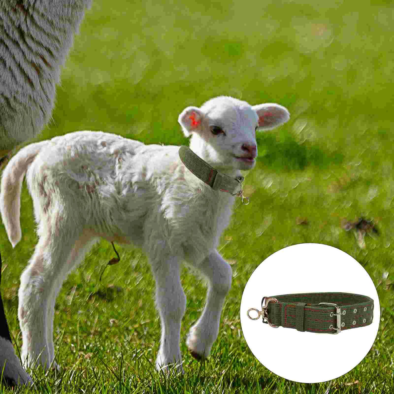 Tie Sheep Collar Animal Husbandry Supply Feeding Livestock Adjustable Hauling Cable Safety
Tie Sheep Collar Animal Husbandry Supply Feeding Livestock Adjustable Hauling Cable Safety