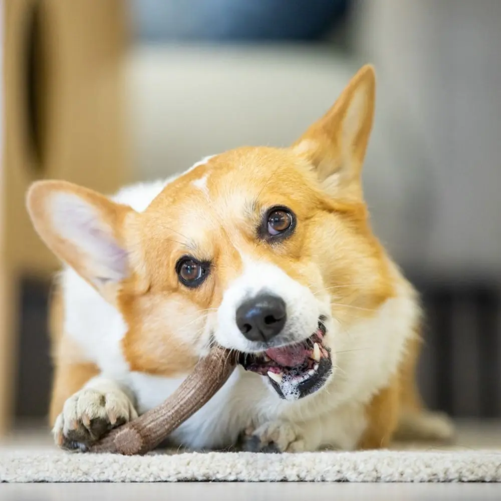 Creative Dog Chew Stick Bone Shape Wood Puppy Molar Toys Bite Resistant Natural Texture Dog Interactive Toys Teeth Cleaning
Creative Dog Chew Stick Bone Shape Wood Puppy Molar Toys Bite Resistant Natural Texture Dog Interactive Toys Teeth Cleaning