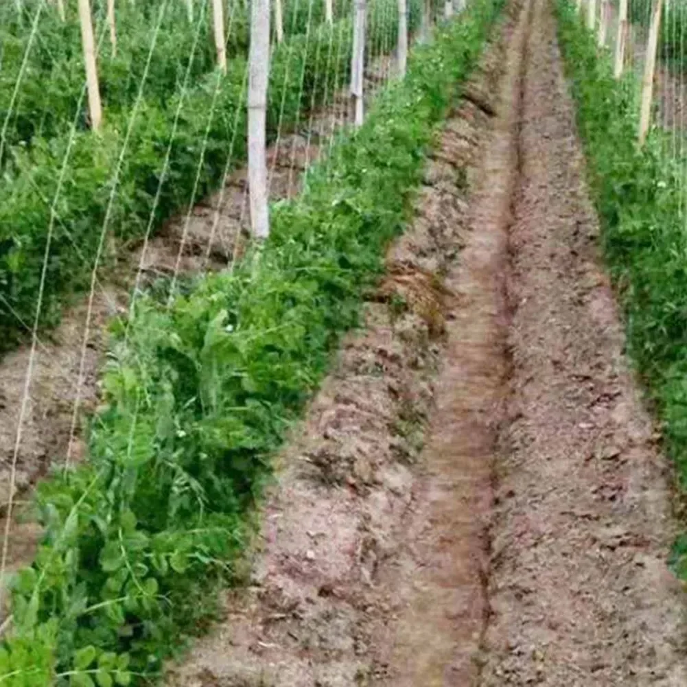 New Support Net Trellis Netting Trellis 2MX100M Accessories Bean Climbing Climbing Net Cucumber Support For Pea
New Support Net Trellis Netting Trellis 2MX100M Accessories Bean Climbing Climbing Net Cucumber Support For Pea