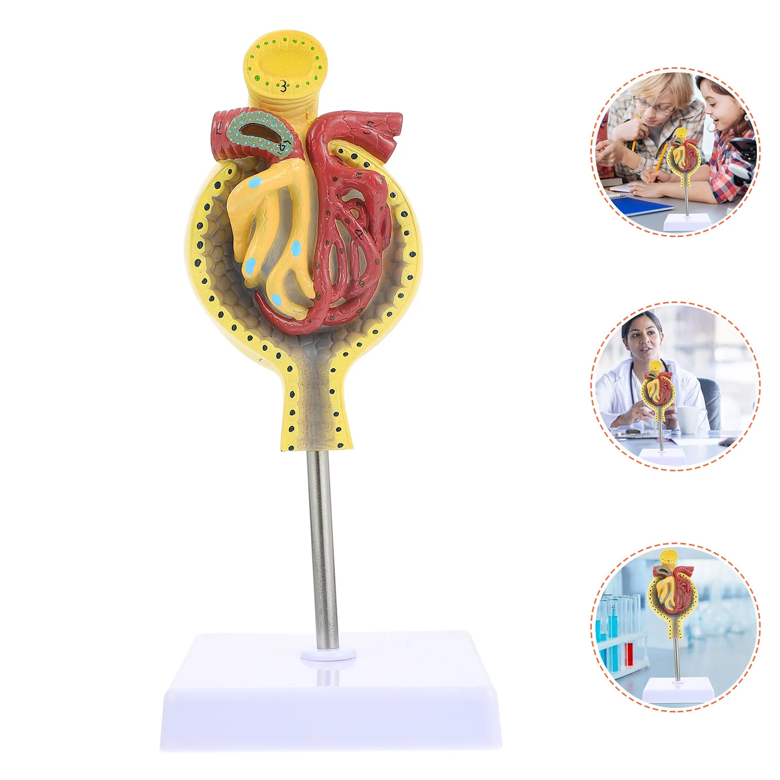 Анатомический макет гломеруля человека (1 шт.) для обучения, демонстрационная база, нормальная структура, медицинский учебный инструмент
Анатомический макет гломеруля человека (1 шт.) для обучения, демонстрационная база, нормальная структура, медицинский учебный инструмент