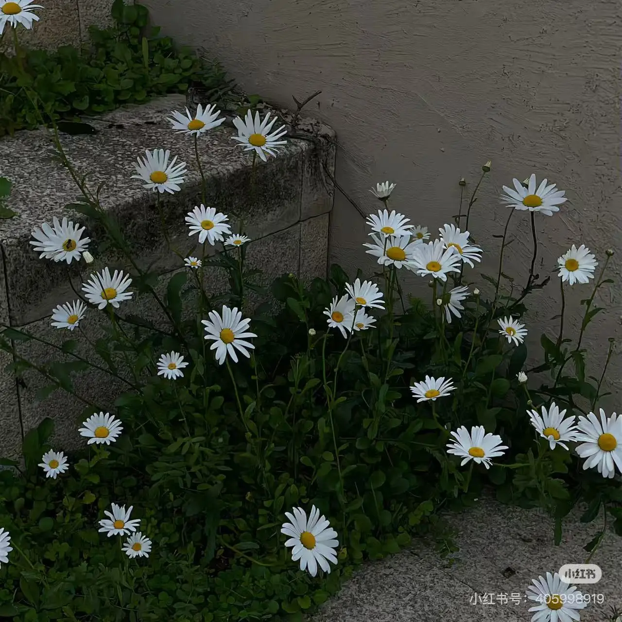 Tecar Therapy Indiba 448khz Monopolar Rf Cet Face Lifting Ret Body Contouring Portable 448k Rf Body Slimming Machine 2025 
Tecar Therapy Indiba 448khz Monopolar Rf Cet Face Lifting Ret Body Contouring Portable 448k Rf Body Slimming Machine 2025