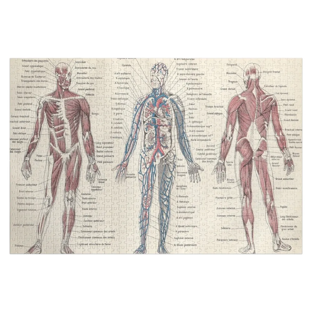 Адольффе Миссо Анатомия человека Луарусс Энциклопедия Винтаж Научная иллюстрация Образовательный литограф Головоломка
Адольффе Миссо Анатомия человека Луарусс Энциклопедия Винтаж Научная иллюстрация Образовательный литограф Головоломка