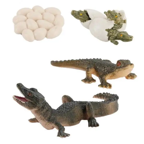 5x Animal Life Cycle Alligator 4 Stage Growth Child Cognitive Toys
5x Animal Life Cycle Alligator 4 Stage Growth Child Cognitive Toys