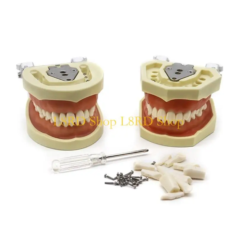 L8RD Dental Typodont Teeth Model with Screwdriver Mouth Model Speech Therapy Tooth Model Practice Teeth 28/32 Teeth
L8RD Dental Typodont Teeth Model with Screwdriver Mouth Model Speech Therapy Tooth Model Practice Teeth 28/32 Teeth