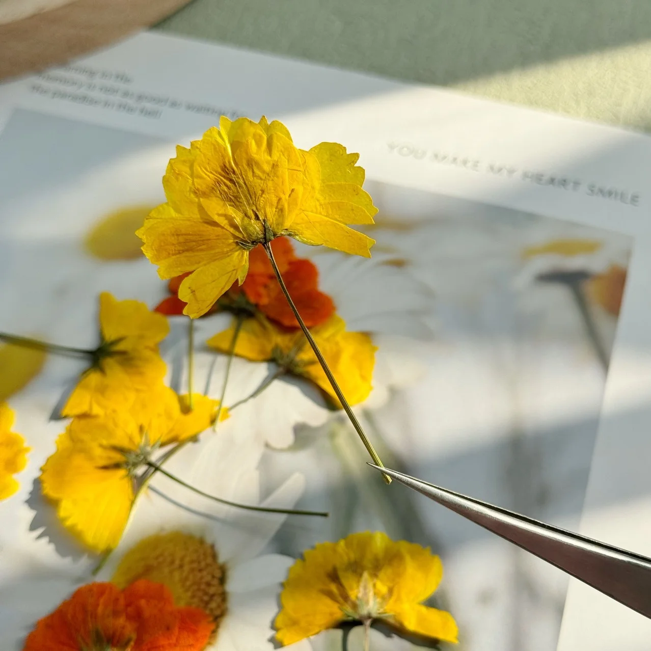 100Pcs Side-Pressed Sulfur Chrysanthemum Flowers with Stems, DIY Handmade Photo Frame Pressed Flower Bookmarks, Nail Art and Face Decoration Material Kit
100Pcs Side-Pressed Sulfur Chrysanthemum Flowers with Stems, DIY Handmade Photo Frame Pressed Flower Bookmarks, Nail Art and Face Decoration Material Kit