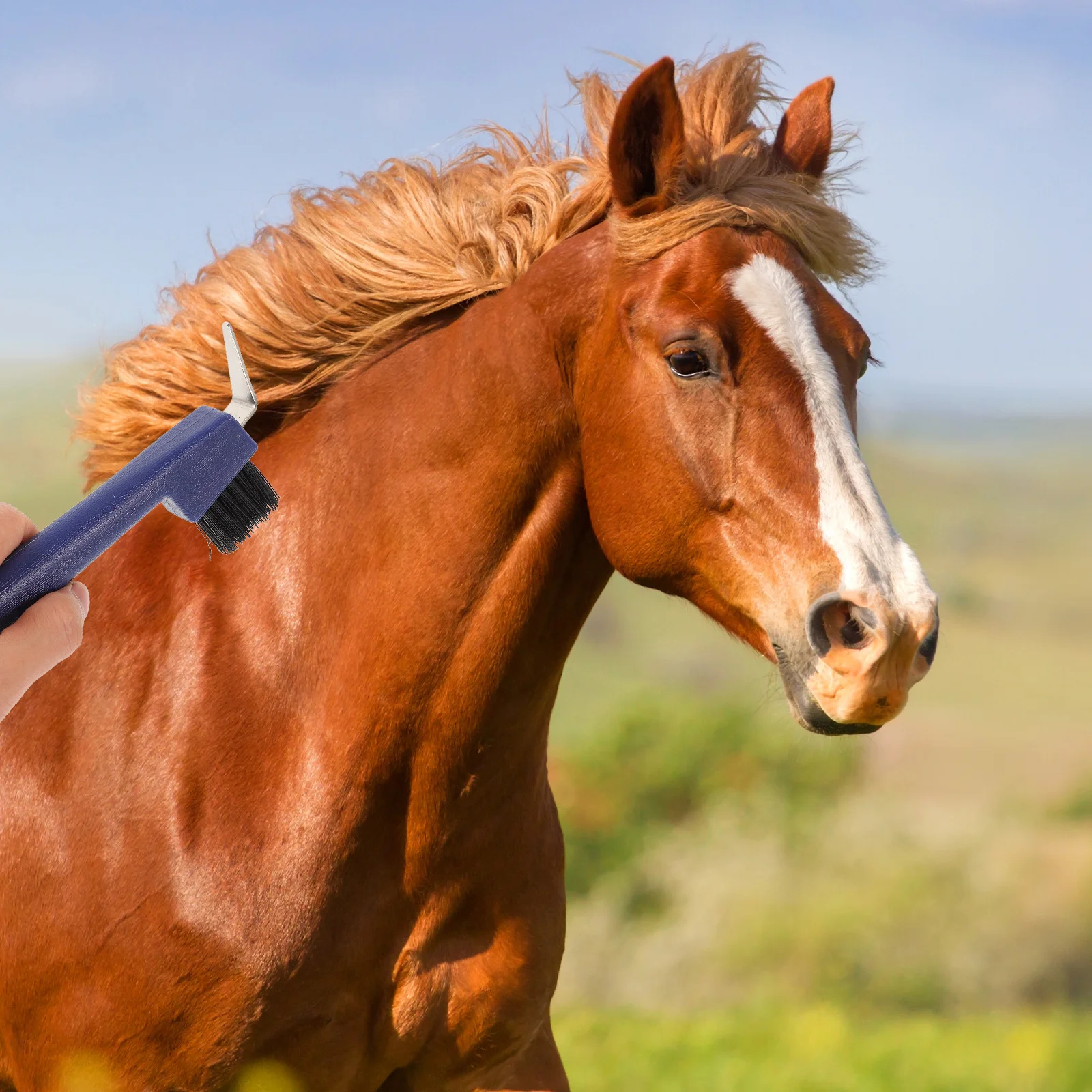 Horse Hoof Pick Dual Function Iron Plastic Handle Supple Grip Portable Horseshoe Cleaning Tool Horse Brush Portable Hoof
Horse Hoof Pick Dual Function Iron Plastic Handle Supple Grip Portable Horseshoe Cleaning Tool Horse Brush Portable Hoof