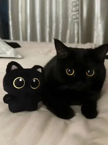 10cm Cute Black Cat plush toy Doll Small Pendant Cuddly Pillow Cushion Ins Black Cat Plush Toy Doll for Boy Girl Brithday Gifts