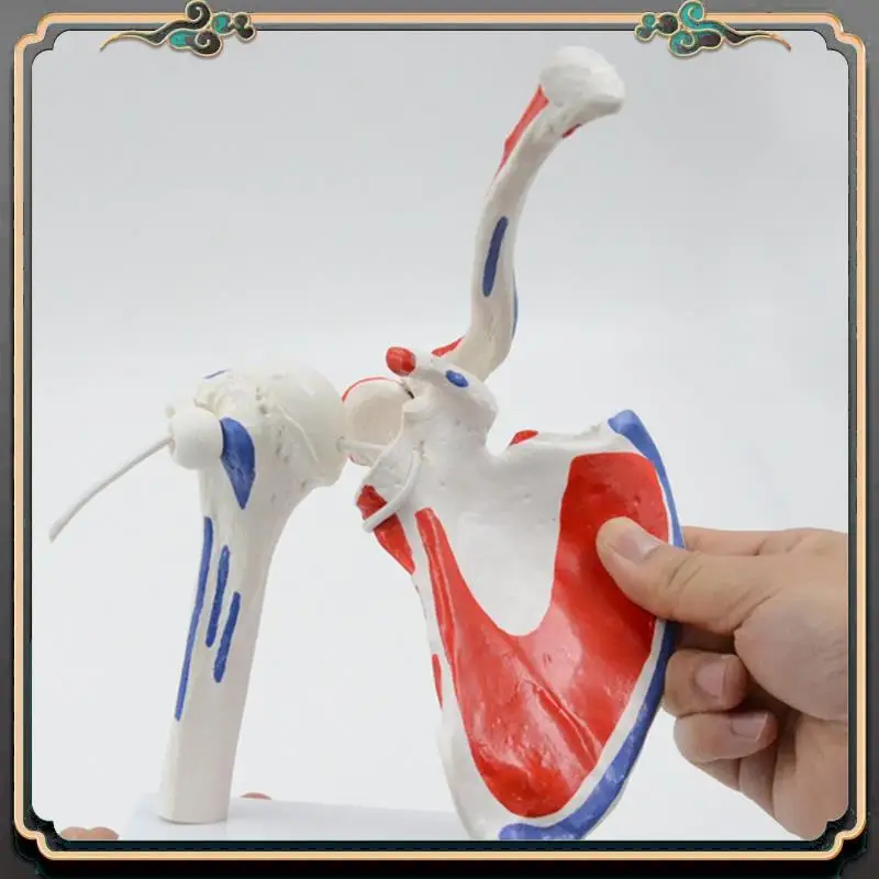 ASMA-Human Anatomy Right Shoulder Joint Muscle Model Office And Classroom Anatomy Model PVC 1 PCS
ASMA-Human Anatomy Right Shoulder Joint Muscle Model Office And Classroom Anatomy Model PVC 1 PCS